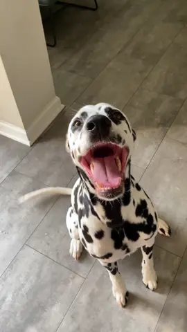 Did you know dalmatians have spots inside their mouth? #pose #dogsofttiktok #dalmatian #puppylove #doglove #pup
