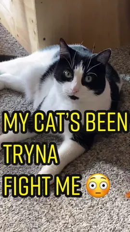 MY CAT’S BEEN TRYNA FIGHT ME. 😳 #smartestcatintheworld #mycatsbeentrynafightme #originalsound