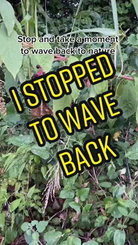 Sometimes you have to stop and embrace nature’s beauty #TheSuicideSquadMovie #QuickBooksVictoryPose #naturevibes #wavingleaf