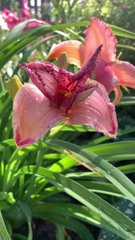 Красота цветов 🌺🌸🌼🌻🌹