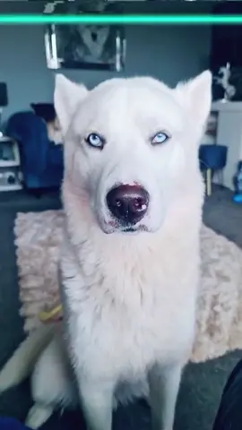 the video says it all 😂 #viral #dogsofttiktok #trending #fypage ##TimeWarpScan