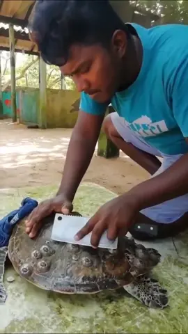 Who knows what hes doing?