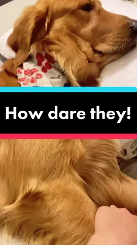 Tell us how you REALLY feel, Mav 😂 #hesmad #someonehadtheaudacity #centerofattention #goldenretrieverlife #lol #foryoupage #fyp #attentionlover