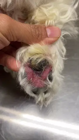 A dog with very itchy paws due to its environmental allergies #foryourdog #vet #vettech #dermvet #tiktokvets