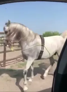Ya tiene competencia #Tia @cristoballeyva1 #fypシ #tiktokviral #greenscreen #parati #trending #paratii #foryou #horse #horsesontiktok