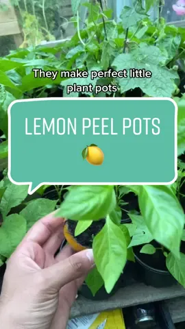 #howto reuse old lemon skins to regrow new plants #didyouknow #LearnOnTikTok #learnwithme #plants #plantdad #PlantTok #planttiktok