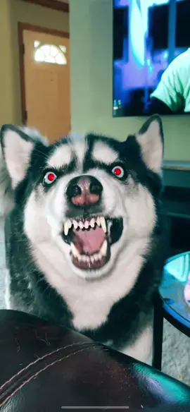 Monster #husky #huskies #huskiesoftiktok #doggo #pets #Dog #dogsofttiktok #scary #teeth #theshining #horror #eyes