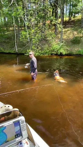 Swimming circles #jk9harness #goldenretrieverlife #dog