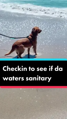 My definition of “fine” clearly is different than his 😂🙄 #notfine #isthiswatersanitary #looksquestionabletome #ocean #fy #lol #foryoupage #mamasboy