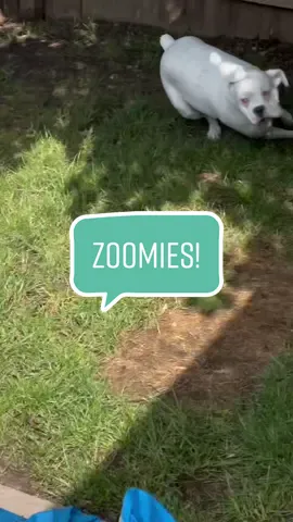 One zoomie sesh, 6 clips 😂