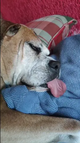 la lengua mas larga del mundo, el final es lo mejor #parati #paravoce #foryou #foryoupage #foryourpage #fy #fypシ #fypシ゚viral #viral #viralvideo #boxer