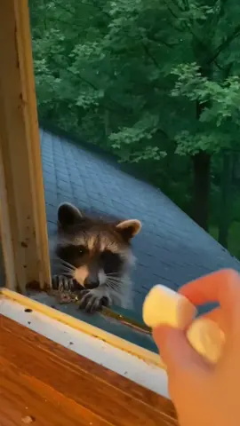 Would you like 🍟 with that? #raccoon #mcdonalds #mayitakeyourorder #trashpanda #drivethru #fyp #foryourpage #raccoonsoftiktok #raccoontok #fypシ