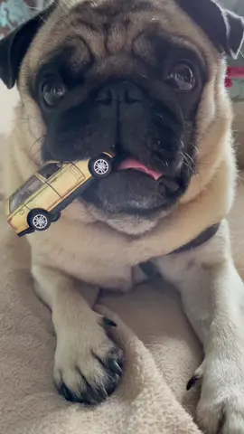 #мопс #смешноевидео #мопсоприколы #pug #юмор #смешноевидеоживотные #мопсыправятмиром #машинка #мопсик