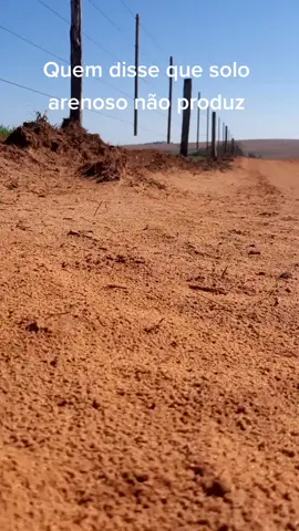 Lavoura de trigo em solo arenoso. Solo com 9% de argila #agro #agriculture #fungicida #trigo #safrinha2021🌽 #arenito