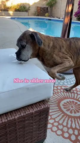 Just me trying to cope. #seniordog #boxersoftiktok