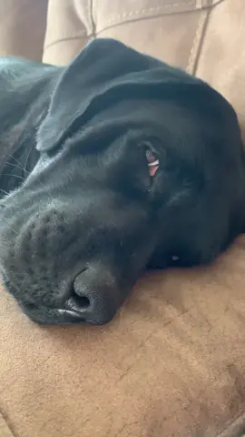 Definitely Monday #bartonlabs #bartonlabradors #lazymonday#englishlabs #englishlabradors #dogmom #utahdogs #blacklab #caseofthemondays