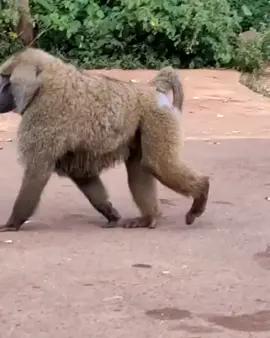 Baboon #africanwild #wildlife #fy #fyp #foryou #serengeti