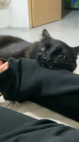 Meow 🐈‍⬛ #cat #catsoftiktok #kitty #blackcat #foryou