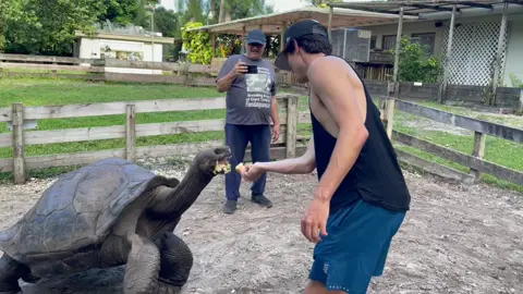 ever seen a turtle this big?