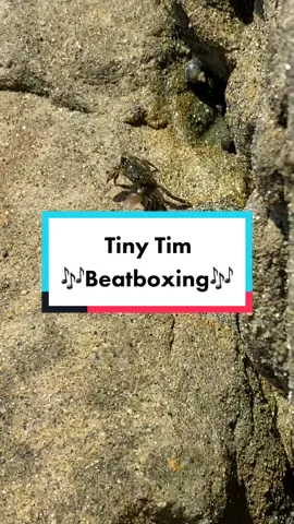 Tiny Tim bopping! #crabtok #crabsoftiktok #crabsgonewild #boxingblueberry #foryou #babycrab #cutecrab #littlecreature #SummerMashup #MakingTheCut