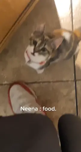 Everytime I’m in the kitchen she’s in the kitchen #cats #catsoftiktok #neena #meow #viral