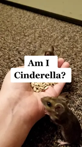 I cared for the mice at the crap lodge I worked for#animalsoftiktok #cinderella #mice