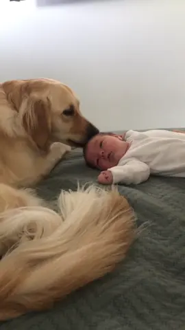 Please excuse me while I cry at how wholesome this is. A golden retriever and her baby 😭❤️ #goldenretriever #baby