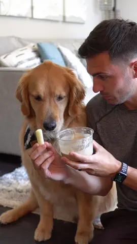 Finals: string cheese vs peanut butter smoothie #goldenretrieverlife #dog #thisorthat