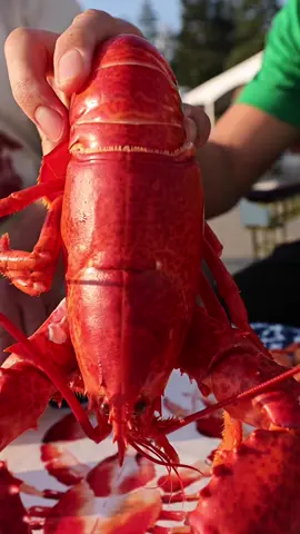 Maine Lobster Roll 🦞 at McLoons - best of the best! @jeffreymerrihue #TikTokFood #lobster #lobsterroll
