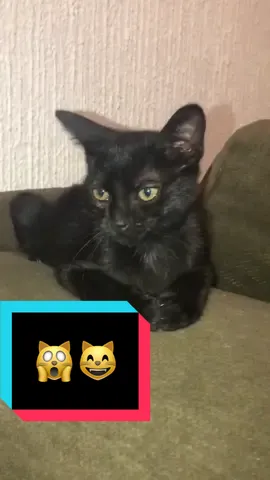 🙀😸 #PorfirioElGato #Mascotas #TalentoTikTok #ArtistaTikTok #Gato