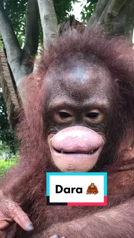 Gumushnya si Dara saat sedang PRT agar mudah saat membuka mulutnya jika sedang dicek dokternya. 🦧#balizoo #bali #zoo #orangutan #fyp #foryou #fypシ ゚