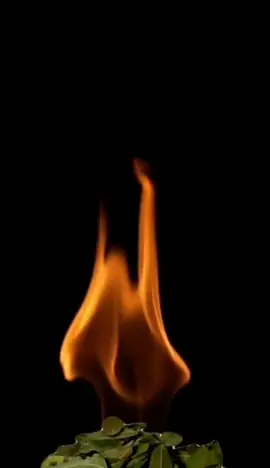 Вот зачем поджигают лавровый лист / Я поражена результатами от лаврушки #лавровыйлист #дляздоровья #здоровье #зож #здоровыйобразжизни