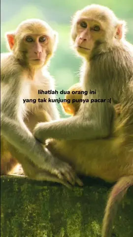dua sepupu mencari pasangan wkkw@userr27092001 #fyp