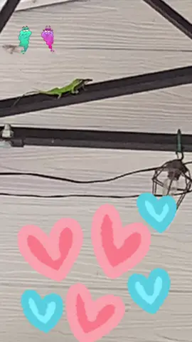 #lizard #lizards #lizardsoftiktok #viral #trending #fypシ #foryou #foryoupage #tiktoker #loveyou #loveyou #animal #animals #animalsoftiktok