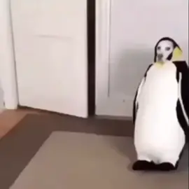 Dogs with penguin suits