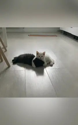 TT & TOTO #catsoftiktok #cat #fyp