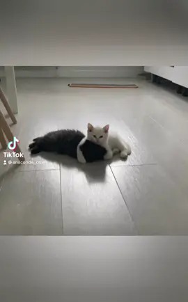 TT & TOTO #catsoftiktok #cat #fyp