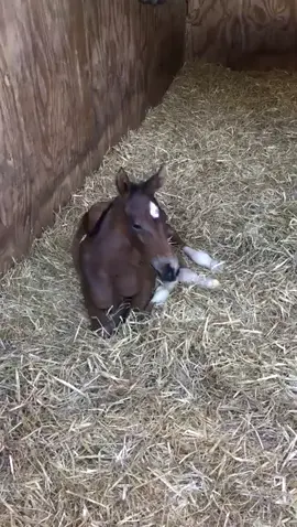 #fyp #equestrian969 #foals #usequestrian #foallife #filly #babyhorse #neighinghorse #SHEINcares #horses4life #equestrians #equestriancommunity #foal