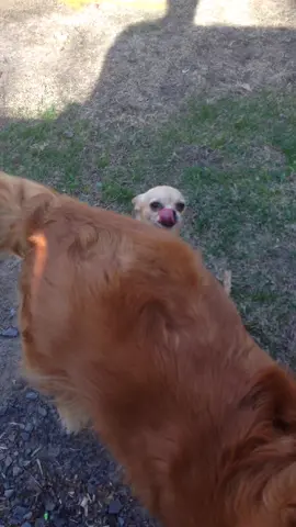Happy hump day!! #humpdaywednesday #humpday #humpdayhumor #dogs #goldenretriever #chiwawa