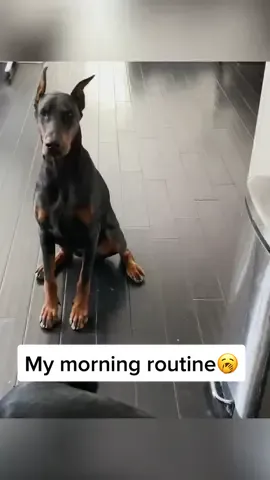 My morning routine living w 2 dobies (plus my other 12 pets) is up on Youtube the link is in my bio😊 #SyncYourMiO #fyp #foryou #foryouroage #foryou