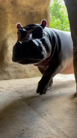 Surprise! 👋 #fyp #teamfiona