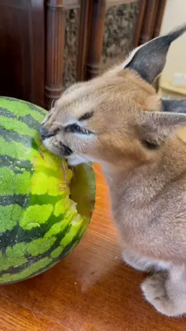 Арбуз с сюрпризом 🐾 Watermelon with the surprise #каракал #caracal #catlovers #котенок #cutecat #catsoftiktok #floppa #tiktokcats #kitten