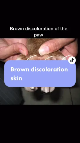 @its_alex_ked What could brown discoloration mean? #tiktokvetsadvice #vet #foryourdog #dermvet #answeringquestions