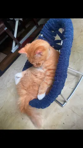 #catsoftiktok #funycats #catchallange #sillaparagato    Yo solo quería un sillón cito para el gato 🤭😂😂