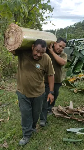 Ini Makanan untuk diberi kepada Gajah Liar yang ditangkap.. 400kg hingga 500kg 1 hari untuk 1 ekor.. Bukan senang Nak jadi senang... #wildlife