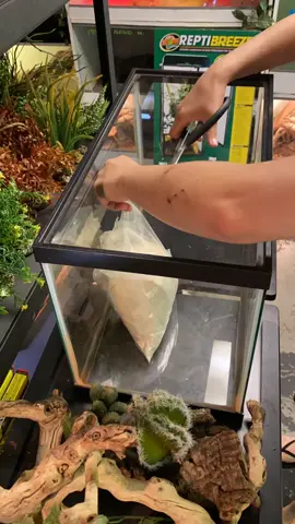 Decorating the cage #deserttheme #toadheadagamas #agama #agamapairs #desert #decorating #lizards #pets #reptiles #animals #worlwide #zoo #jtkreptiles