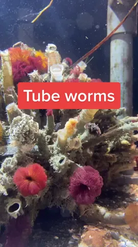 Who knew a worm could be so pretty? #worm #tubeworm #crab #symbioticrelationship #featherduster #pnw #marinebiology #marinebiotok #fypシ #foryou