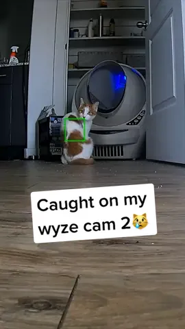 This makes going back to the office much easier! #wyzecam #catreaction #catdad #catlife