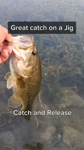 Great catch on a jig #catchandrelease #bassfishinglife #bass #largemouthbass #fishing #Bassfishing #lure #pnw #Outdoors #StyleSnap