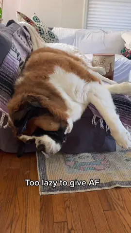 #saintbernard #dogsoftiktok #tiktokpets #fyp #foryoupage #lazydog